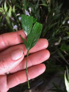 gold fussia propagation-strobilanthes-cutting