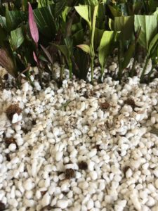 gold fussia propagation-perlite-peat moss-mix