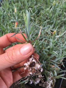 Dianthus cuttings struck roots
