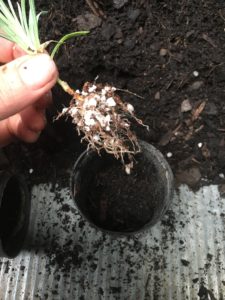 Potting dianthus cutting