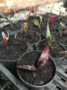 potting gold fussia cuttings