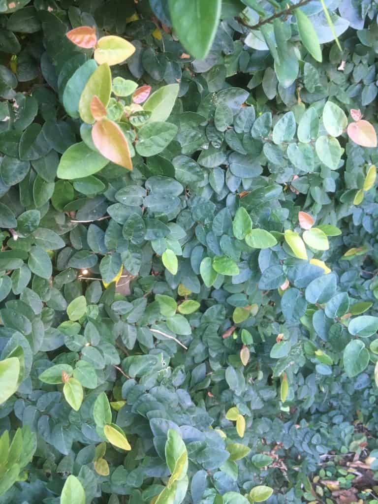 Ficus pumila-Climbing fig-Best palnts for privacy