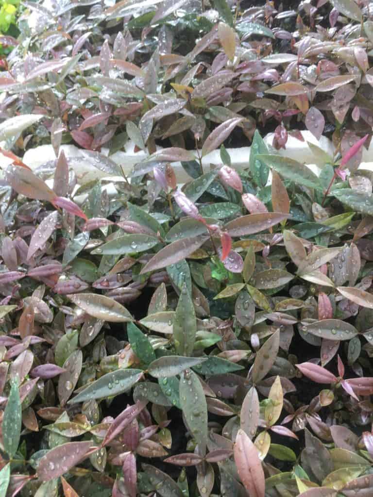Growing weeping lilly pilly seeds- Waterhousea floribunda
