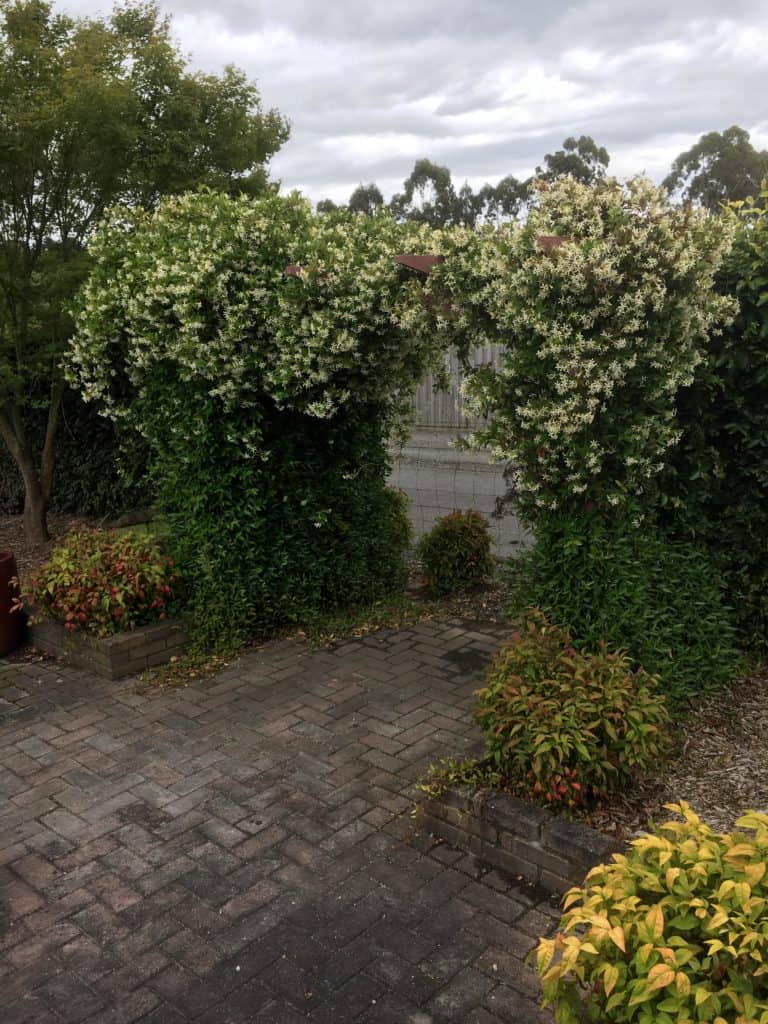 Trachelospernum asiaticum- Japanese star jasmine- Best plants for privacy