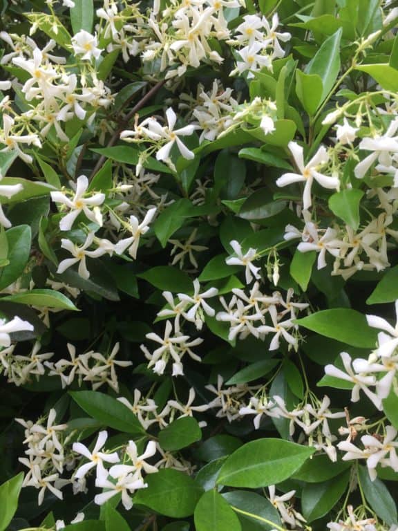 Trachelospernum asiaticum- Japanese star jasmine- Best plants for privacy