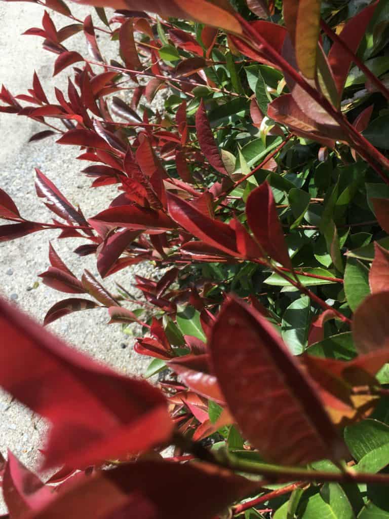 Best plants for privacy-Photinia