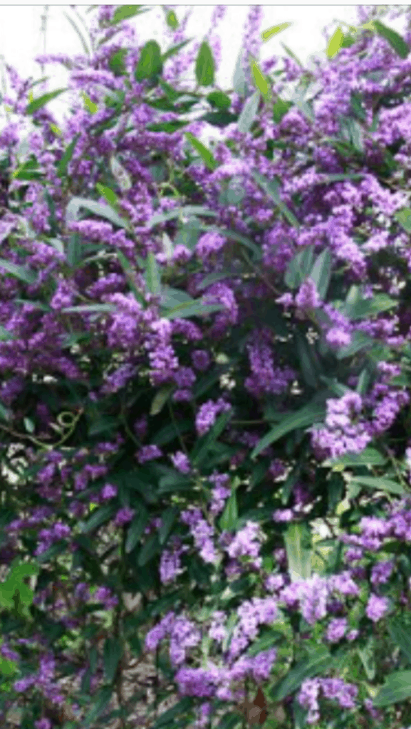 Hardenberia violacea-Best plants for privacy