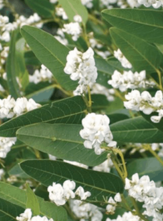 Hardenberia violacea 'Alba'-Best plants for privacy