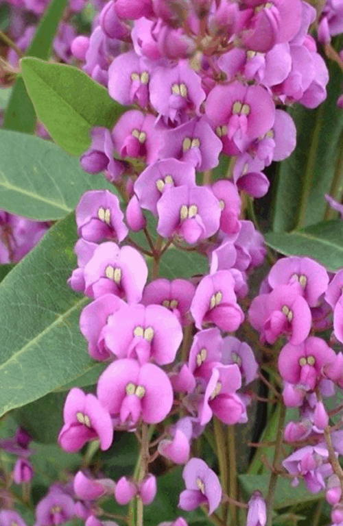 Hardenberia violacea 'Rosea'-Best plants for privacy
