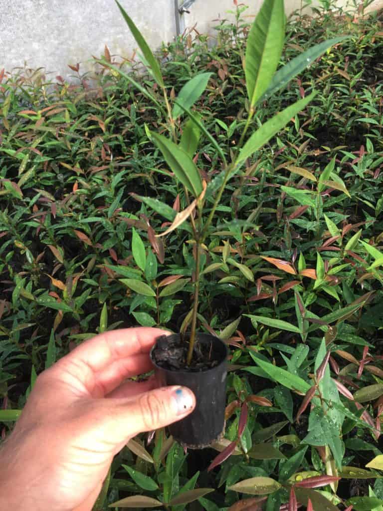 Growing weeping lilly pilly seeds- Waterhousea floribunda