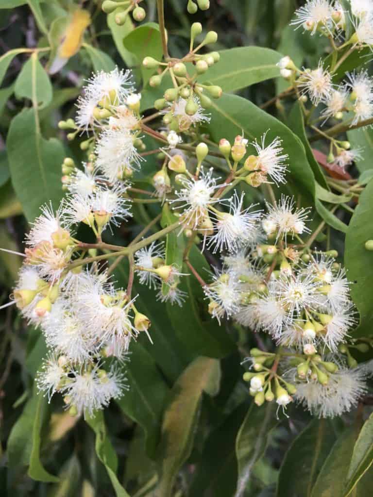 Growing weeping lilly pilly seeds- Waterhousea floribunda