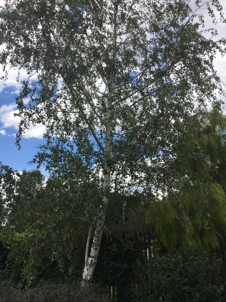 Best deciduous tress for summer shade-Silver birch