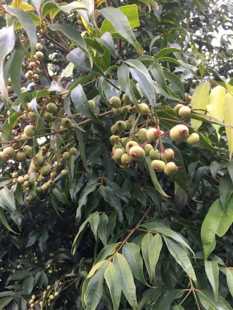 Growing weeping lilly pilly seeds- Waterhousea floribunda