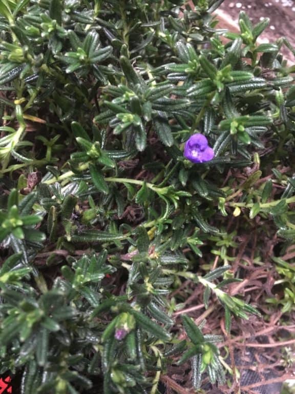 Lithodora diffusa-Propagation