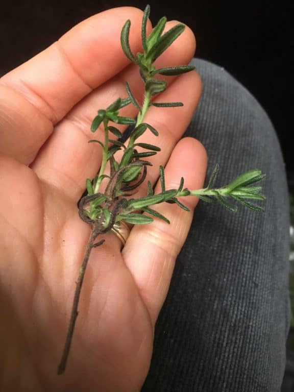 Lithodora diffusa-Propagation