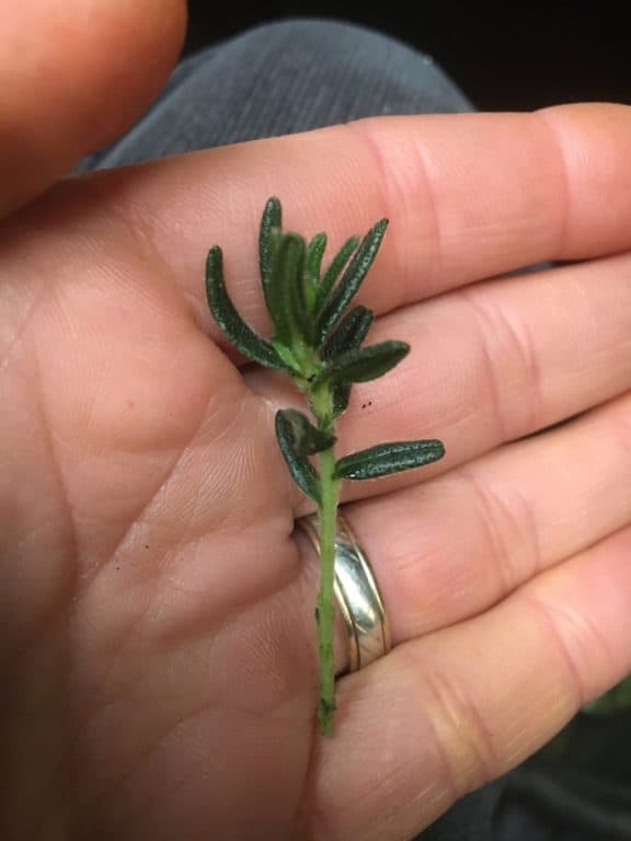 Lithodora diffusa-Propagation