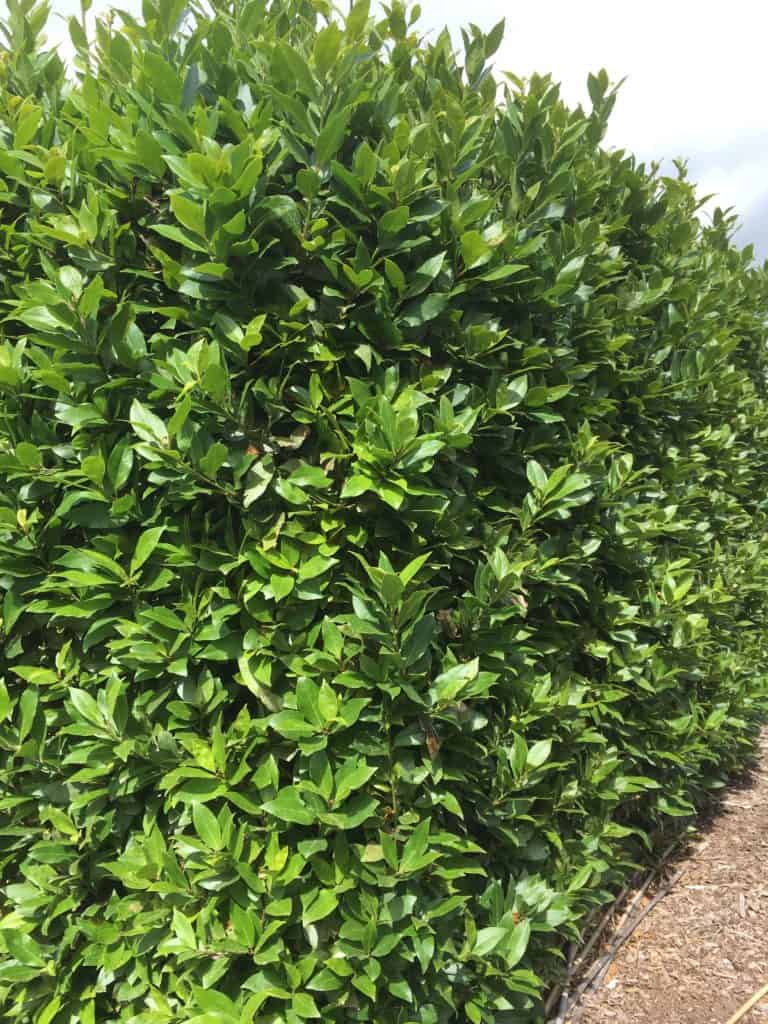 Laurus nobilis-Bay tree-Best plants for privacy