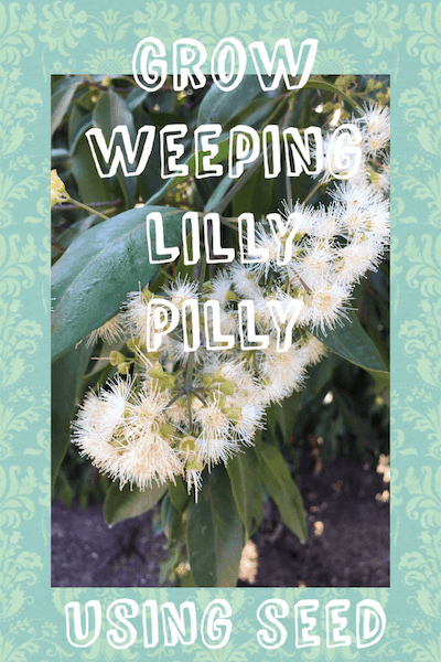 Growing weeping lilly pilly seeds- Waterhousea floribunda