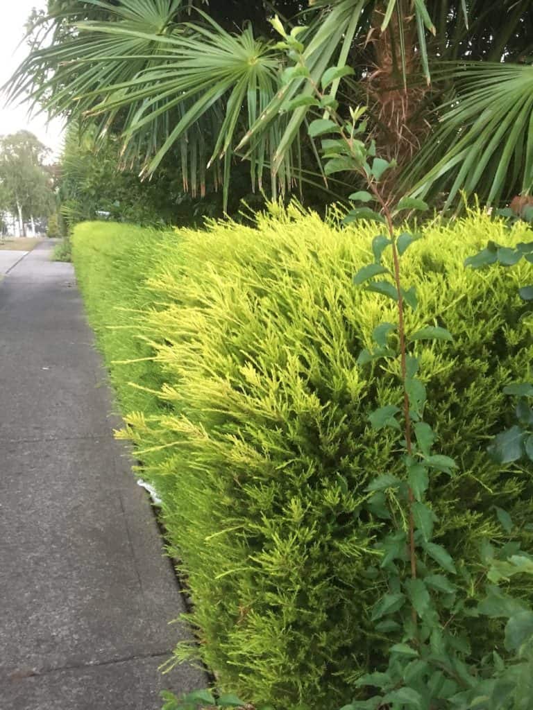 8 great plants for a low hedge-Golden diosma