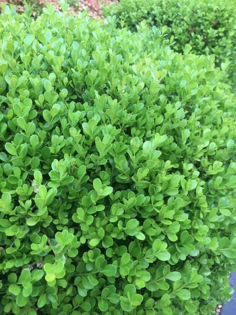 8 Great plants for a low hedge-Dutch Box