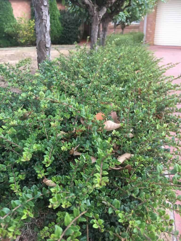 8 Great plants for a low hedge-Lonicera-Dwarf honey suckle