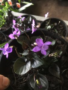 viola labradorica-alpine violet-propagation