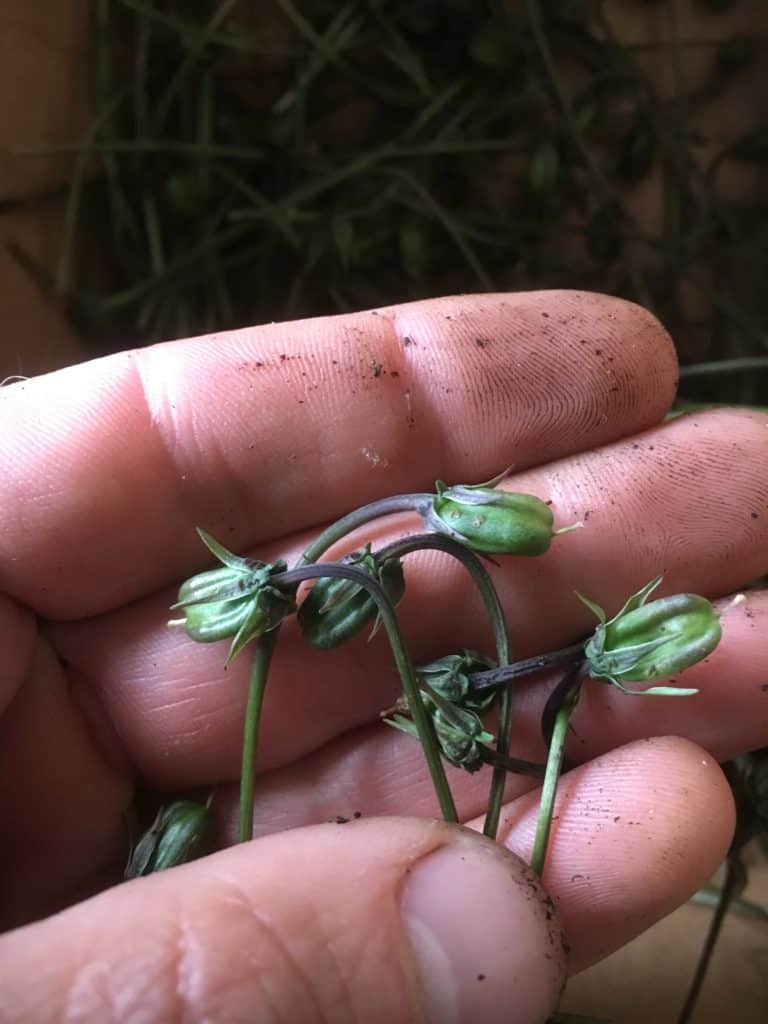 Propagate Alpine violet-Seed pods