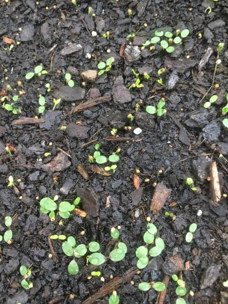 Propagate Alpine violet-seedlings emerging