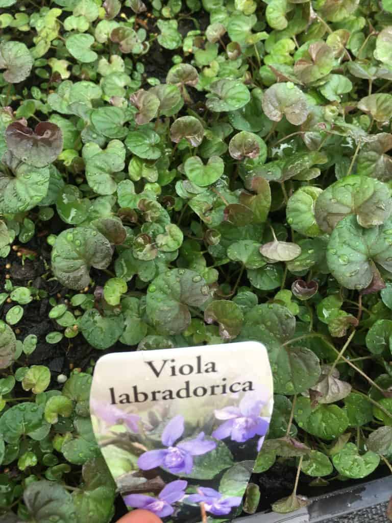 Propagate Alpine violet-seedlings