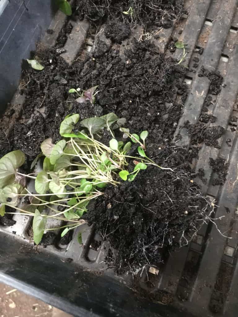 Viola labradorica propagation-seedlings