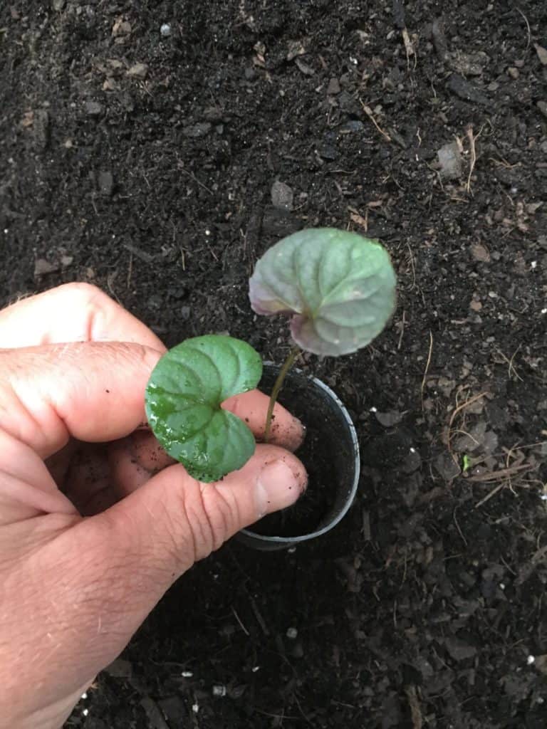 Viola labradorica propagation-Alpine violet-potting