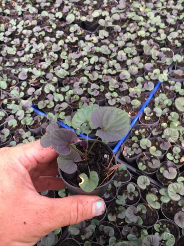 viola labradorica-alpine violet-propagation