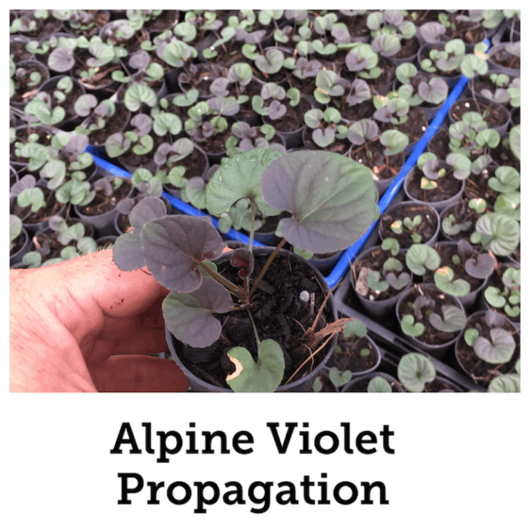 Propagate Alpine voilet