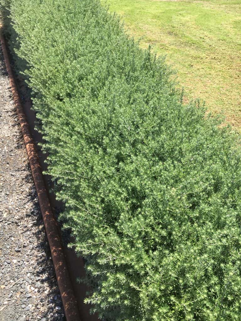 8 Great plants for a low hedge-Westringia-Native rosemary