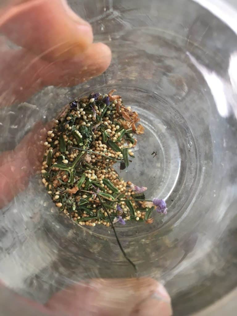Propagate Alpine violet-seeds