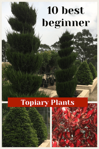 10 best topiary plants for beginners