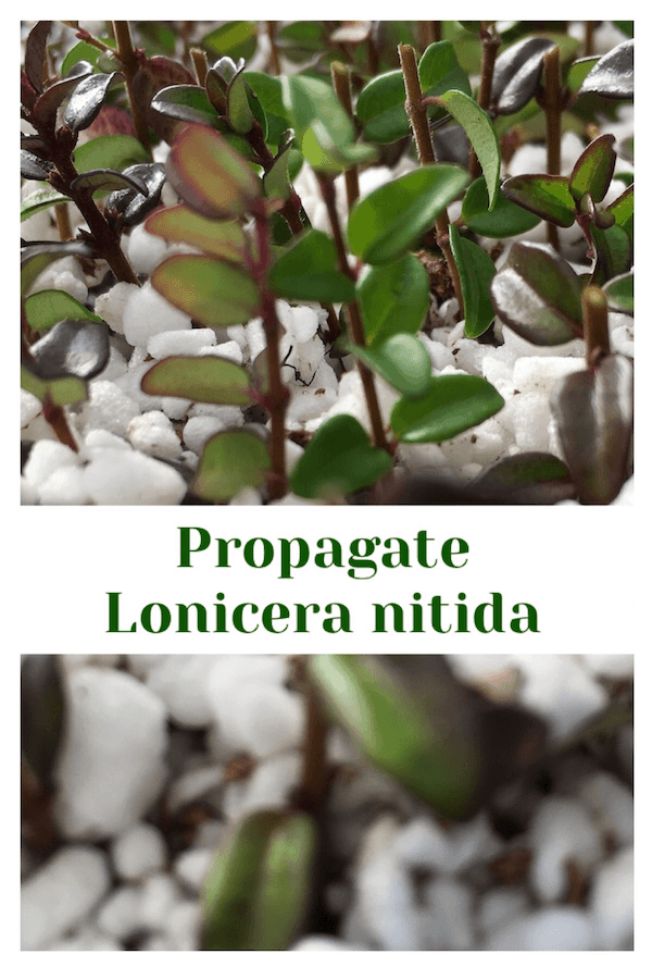 Propagate Lonicer Nitida