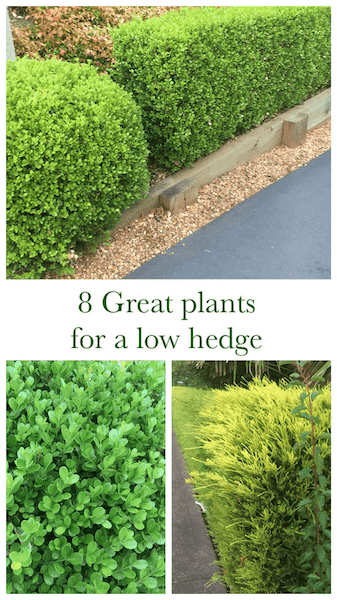 8 Great plants for a low hedge