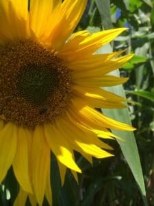 Sunflower Sunflower