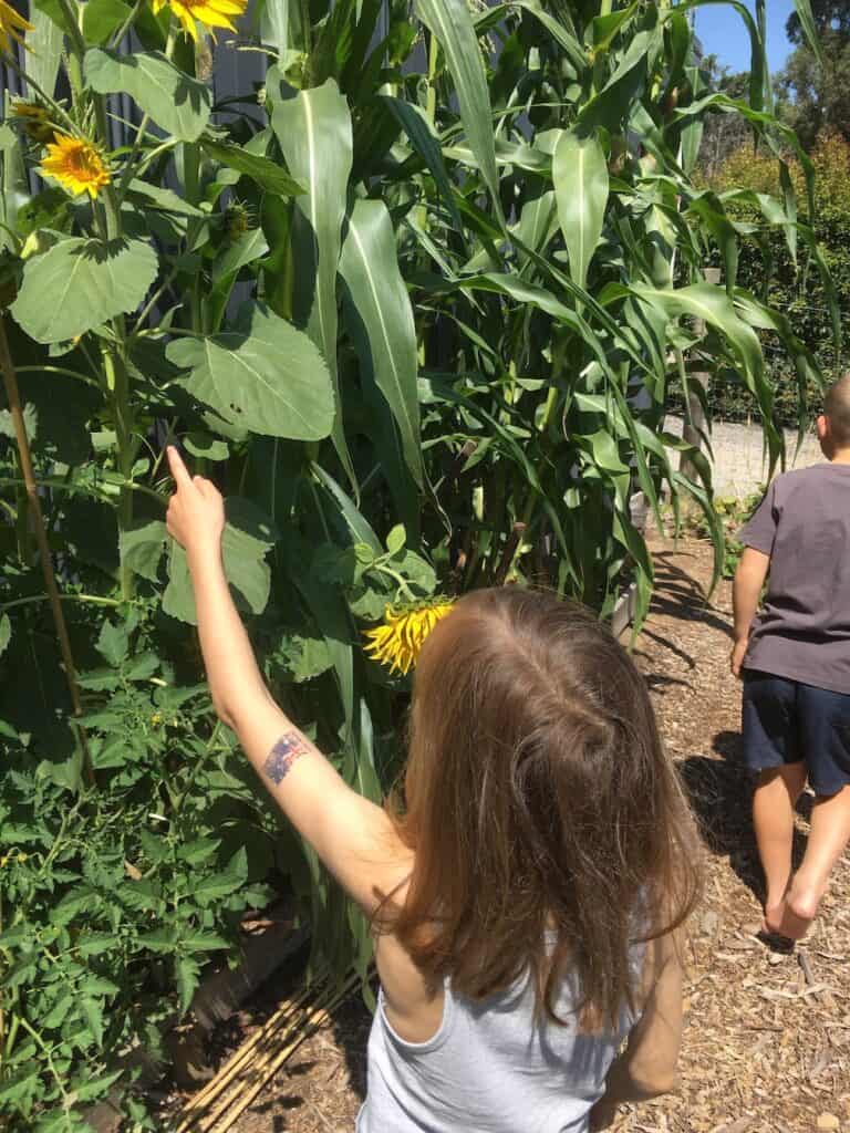 Kids amazed by the plants growth