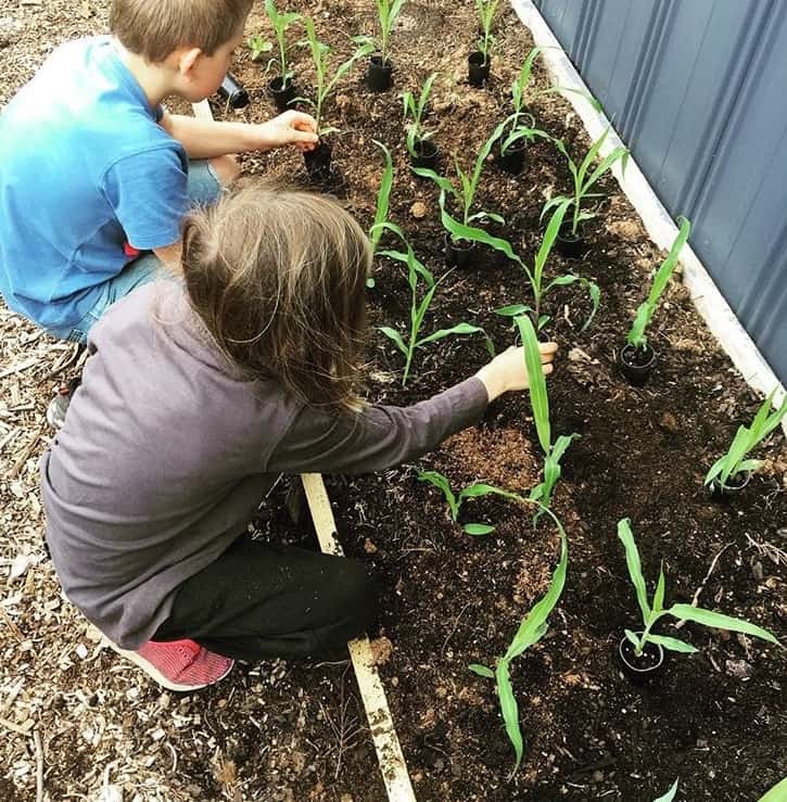Kids planting the corn