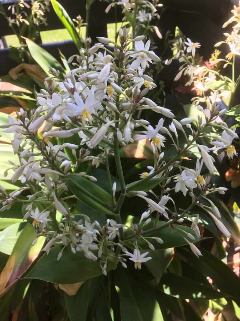 Arthropodium- New Zealand rock lily