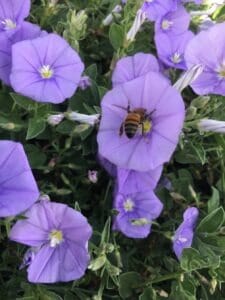 Convolvulus sabatius