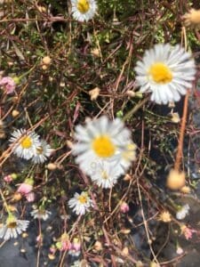 Seaside daisy