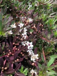 Myoporum purpurea