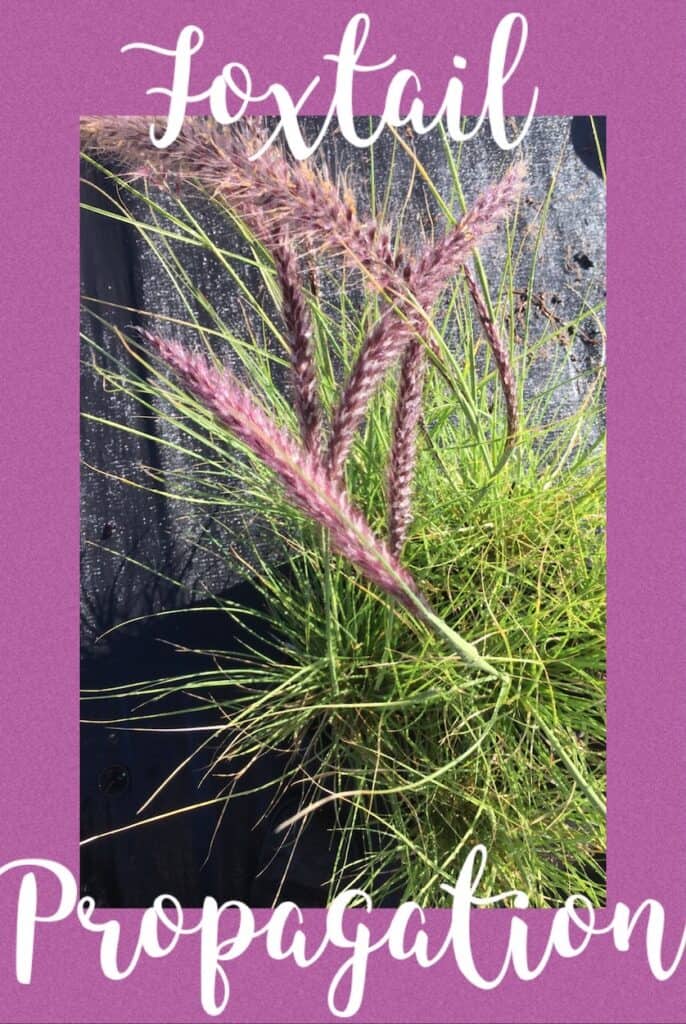 How to propagate-Fountain grass-pennisetum alopecuroides