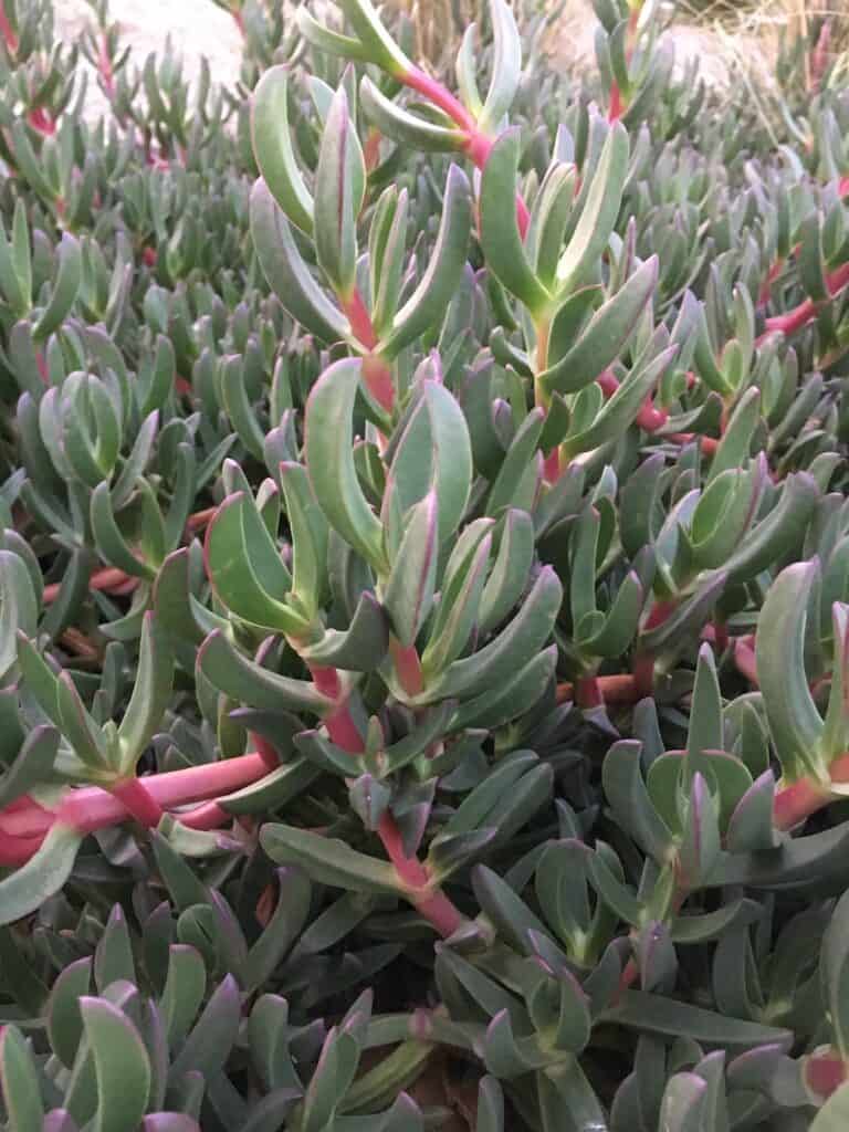 pigface (Carpobrotus)