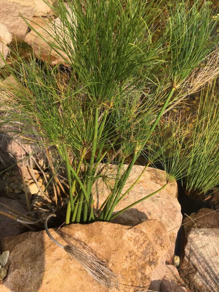 Little Pharaoh- Cyperus papyrus