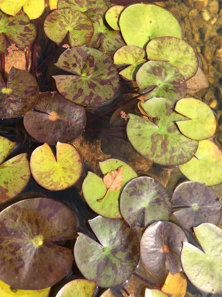 Hardy Water Lily- Nymphaea spp.