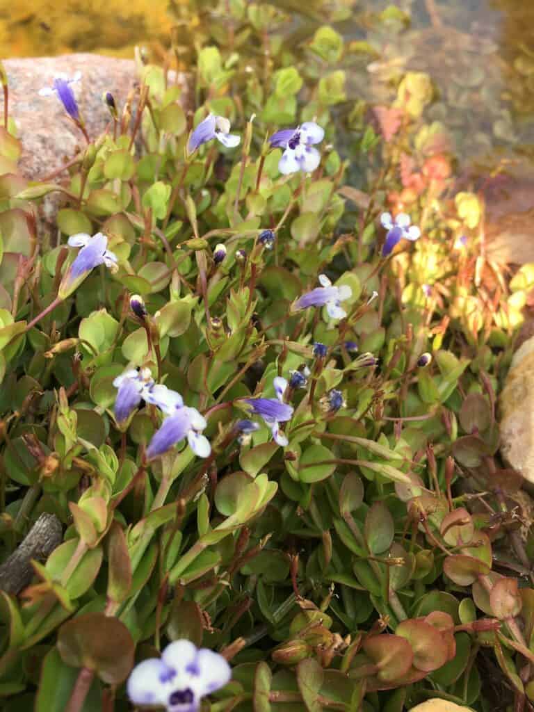 Blue moneywort- Lindernia grandiflora